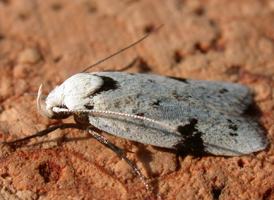 Black-marked Inga